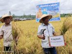 Sahubawa Panen 300 Hektar Padi Di Waimusi