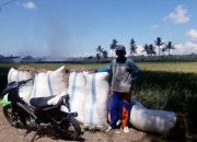 Harga Gabah Anjlok, Petani Padi Menjerit