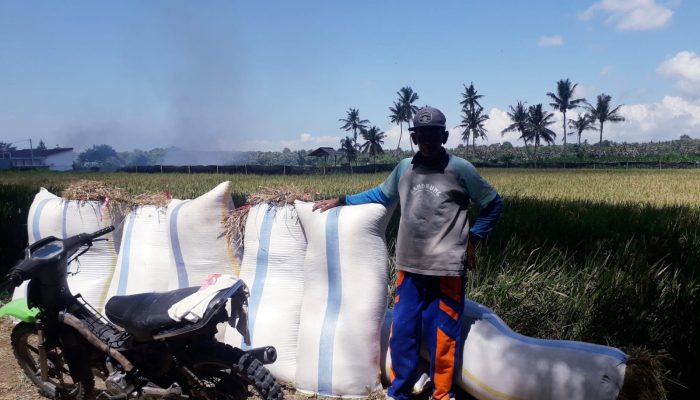 Harga Gabah Anjlok, Petani Padi Menjerit