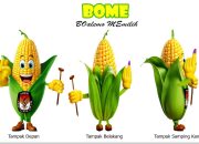 Tanaman Jagung Jadi Maskot Pemilihan Kepala Daerah Kabupaten Boalemo