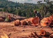 Deforestasi Secara Masif Dan Ancaman Serius Bagi Kelangsungan Makhluk Hidup