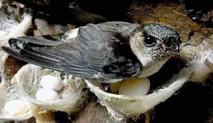 Sebagian Besar Usaha Sarang Walet Di Kota Gorontalo Diduga Tidak Bayar Pajak